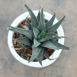 Fasciated haworthia